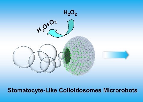 2024_CEJ_wmd.jpg 2024_CEJ_wmd.jpg